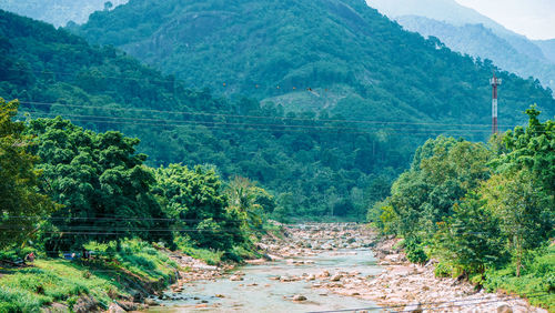 Scenic view of road amidst trees in forest