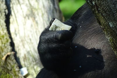 Close-up of black cat on tree trunk