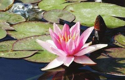 Close-up of lotus water lily in lake