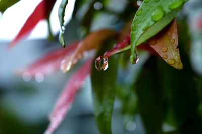 Close-up of wet plant leaves during rainy season