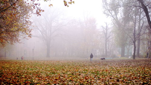 Trees in forest during foggy weather