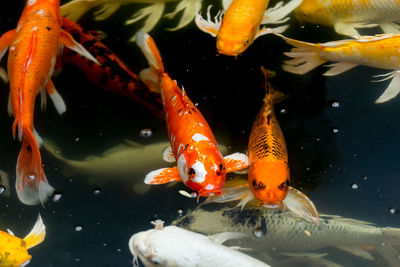 Fish swimming in sea