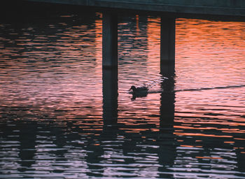 High angle view of ducks swimming in lake