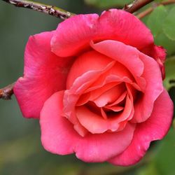 Close-up of pink rose blooming outdoors