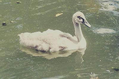 High angle view of swan swimming in water