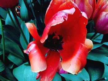 Close-up of red flower