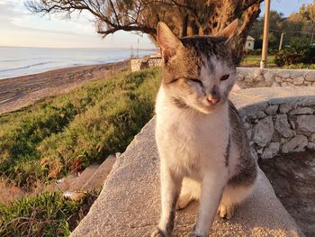 View of a cat looking away