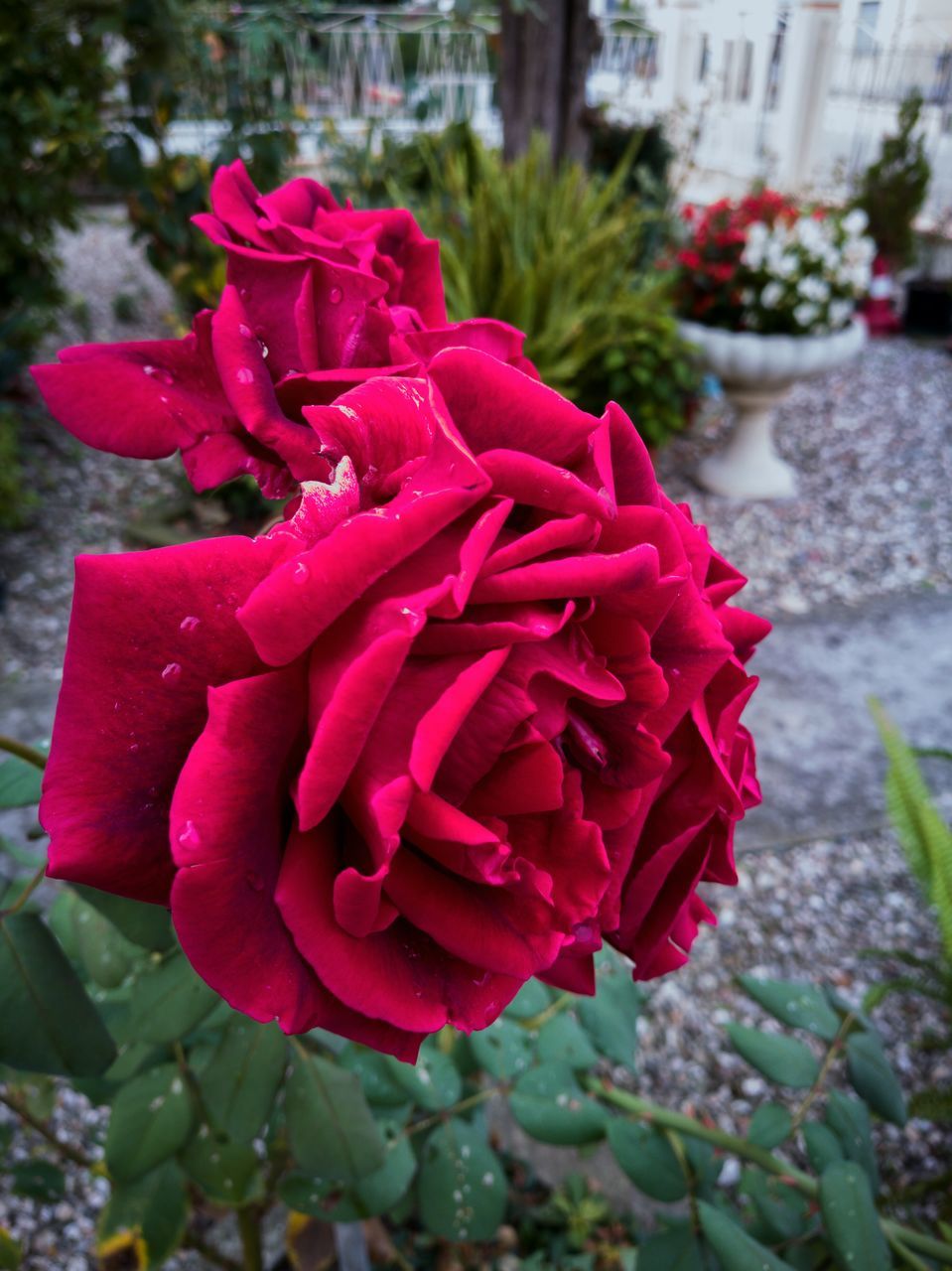 flower, freshness, petal, fragility, flower head, close-up, growth, beauty in nature, in bloom, blossom, red, plant, springtime, rose - flower, nature, vibrant color, pink color, botany, focus on foreground, selective focus, softness, pink, growing, rose, single flower