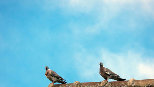 Low angle view of birds perching on the sky