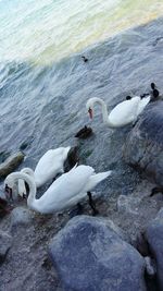 Swans swimming in lake