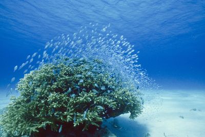 Close-up of coral in sea