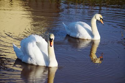 Swans swimming in lake