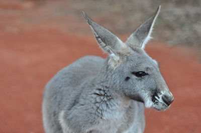 Close-up of a rabbit on field