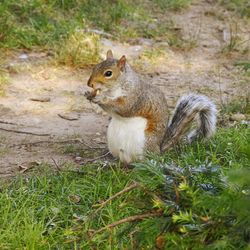 View of squirrel on land