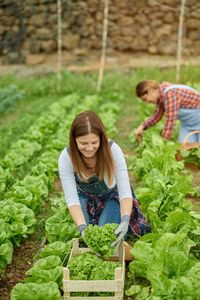 Smiling farmers harvesting green lettuce on countryside plantation