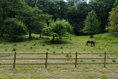 Sheep grazing on field in forest