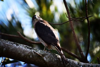 Close-up of bird perching on branch