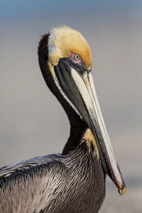 Close-up of pelican