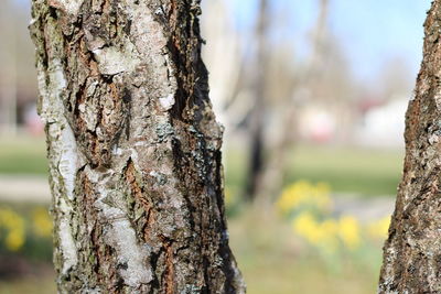 Close-up of tree trunk