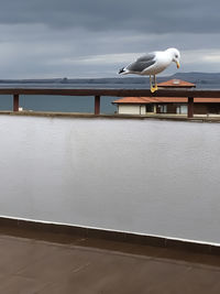 Seagull perching on railing against sky