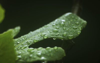 Close-up of water drops on leaves