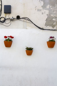 Potted plant on white wall