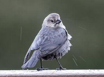 Puffed up in the rain