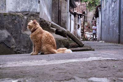 Cat lying down on street