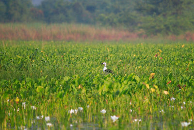 Bird on field