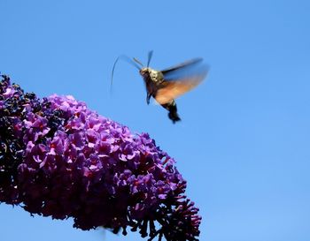 Close-up of insect on purple flower against clear blue sky