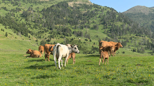 Cows standing in a field