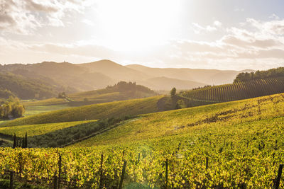 Scenic view of vineyard against sky