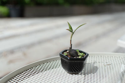 Close-up of potted plant