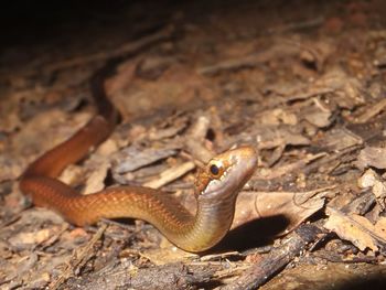 Close-up of lizard