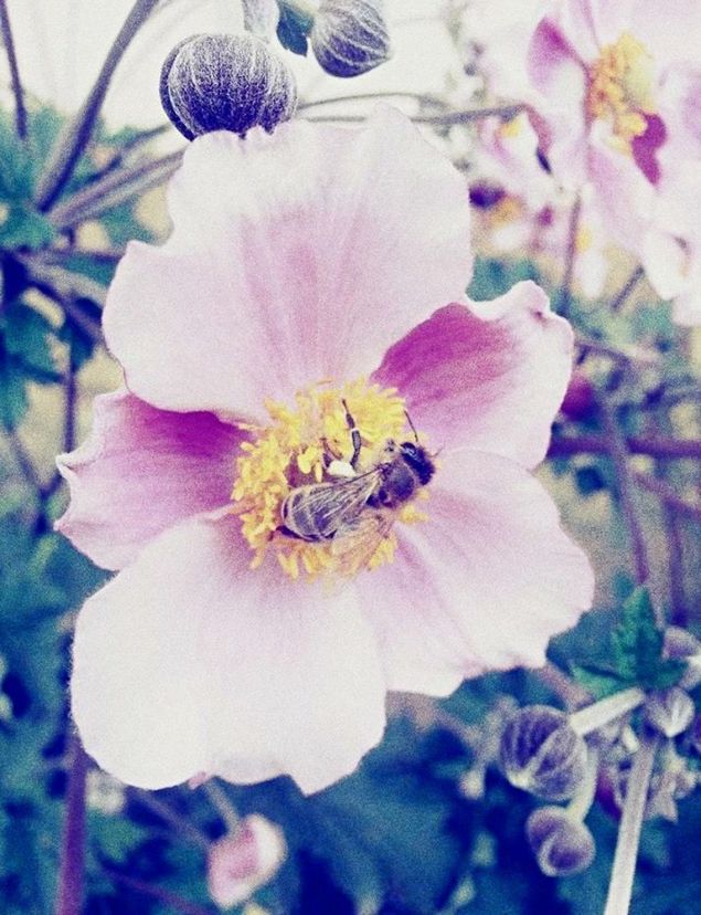 flower, petal, freshness, flower head, fragility, growth, beauty in nature, close-up, pollen, blooming, nature, focus on foreground, stamen, insect, in bloom, plant, blossom, single flower, one animal, botany