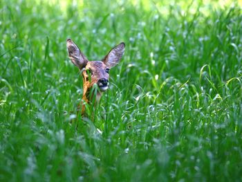 Bird flying in a field