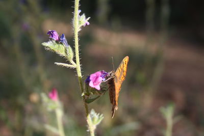 Close-up of pink flowering plant