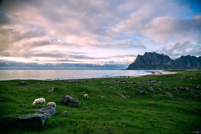 Scenic view of sheeps, sea and mountains against sky, lofoten, norway