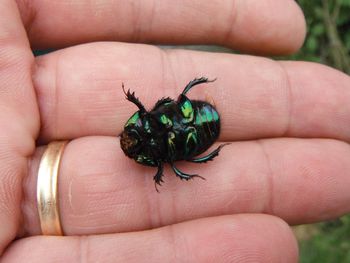 Close-up of hand holding insect