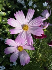 Close-up of purple cosmos flower