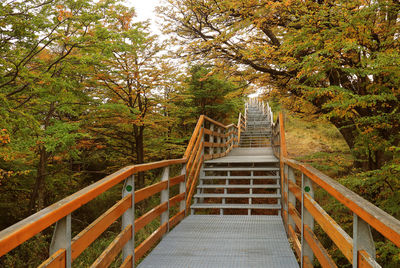 Footbridge amidst trees in forest