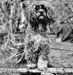 Dog standing on field