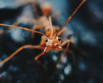 Close-up portrait of red ant