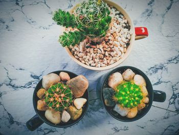 High angle view of potted plants on table