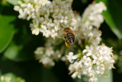 Close-up of bee pollinating on flower