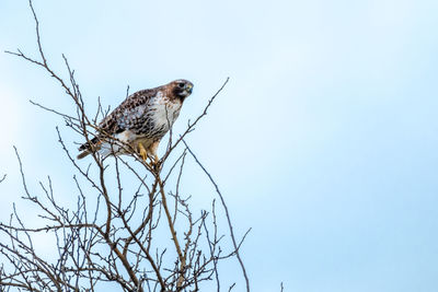 Low angle view of prairie falcon on bare tree