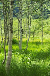 Trees in forest