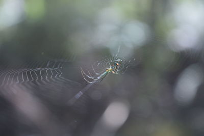 Close-up of spider on web