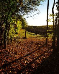 Trees on field against sky during autumn