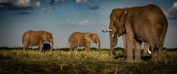 View of elephant in the field